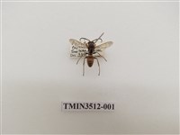 藏品(雙斑馬蜂)的圖片